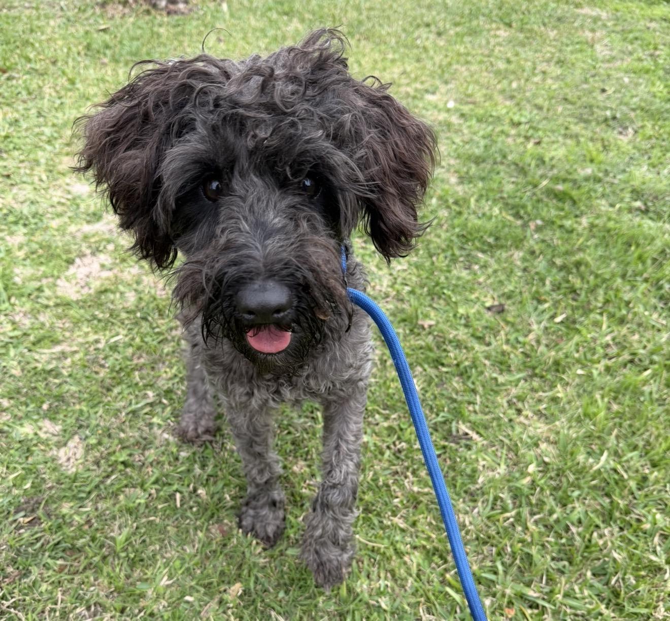 Julio, a ADOPTABLE mixed breed in Westerly, RI image 3/5