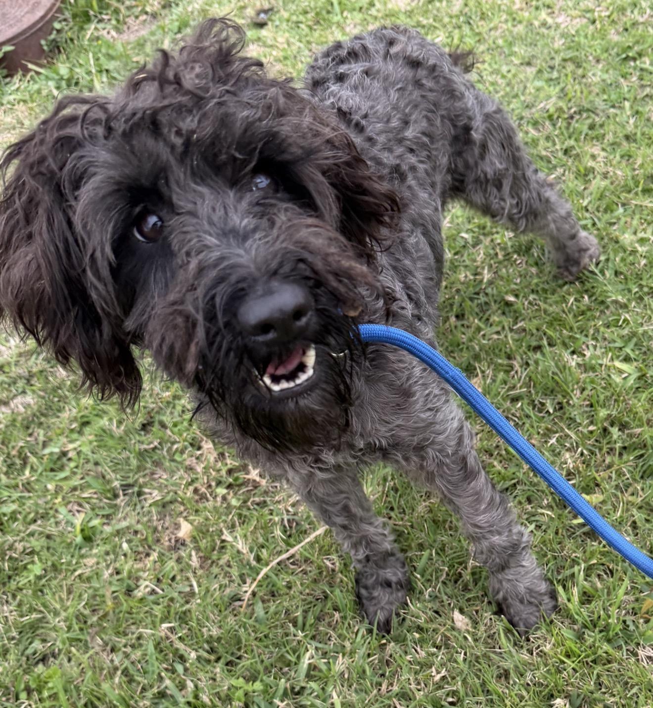 Julio, a ADOPTABLE mixed breed in Westerly, RI image 2/5