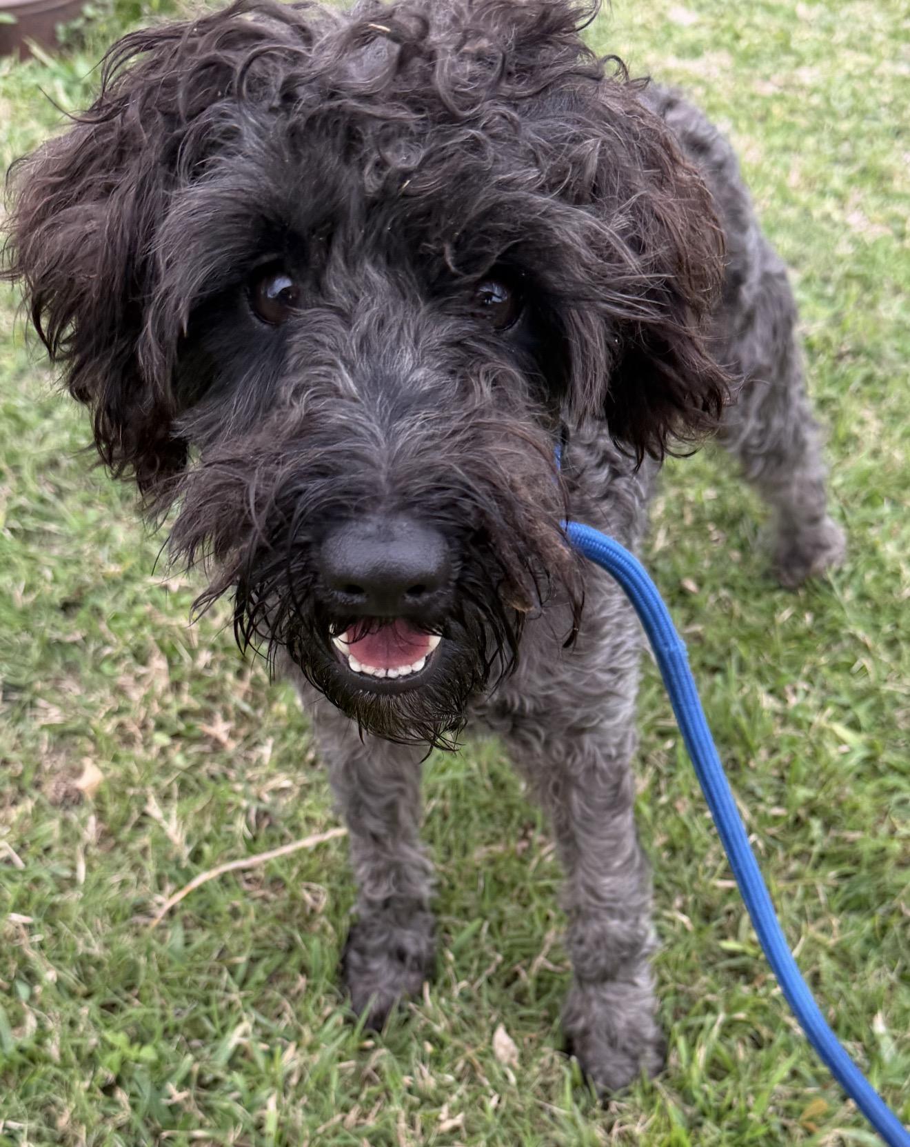 Julio, a ADOPTABLE mixed breed in Westerly, RI image 5/5