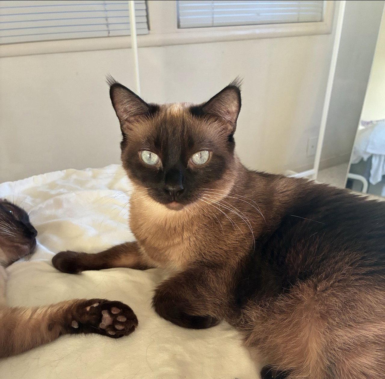 Honolulu (bonded with Dallas), Adoptable, Adult Female Siamese & Domestic Short Hair.