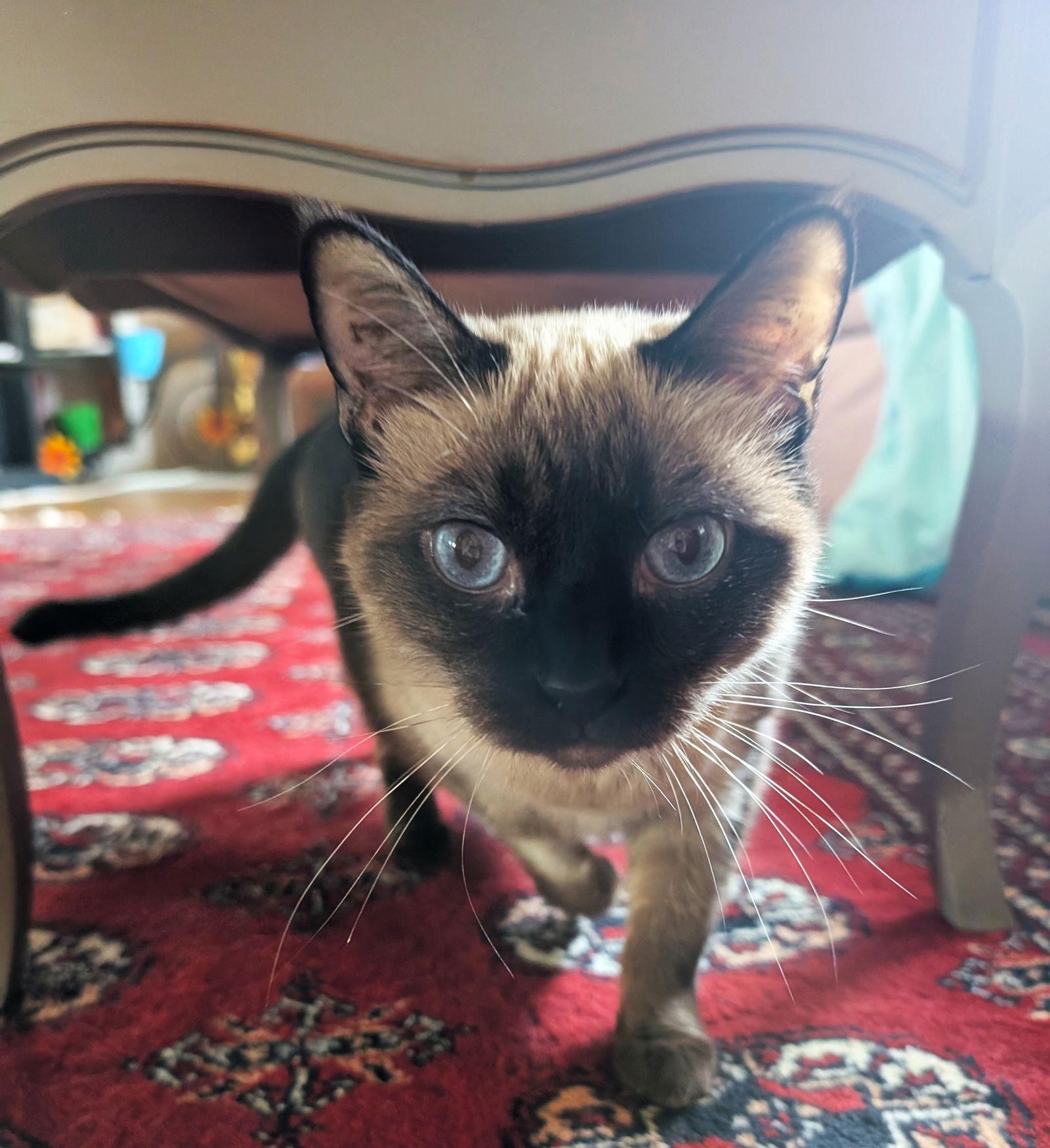 Honolulu (bonded with Dallas), Adoptable, Adult Female Siamese & Domestic Short Hair.