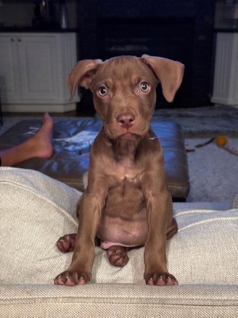 Cooper, Adoptable, Young Male Pit Bull Terrier.