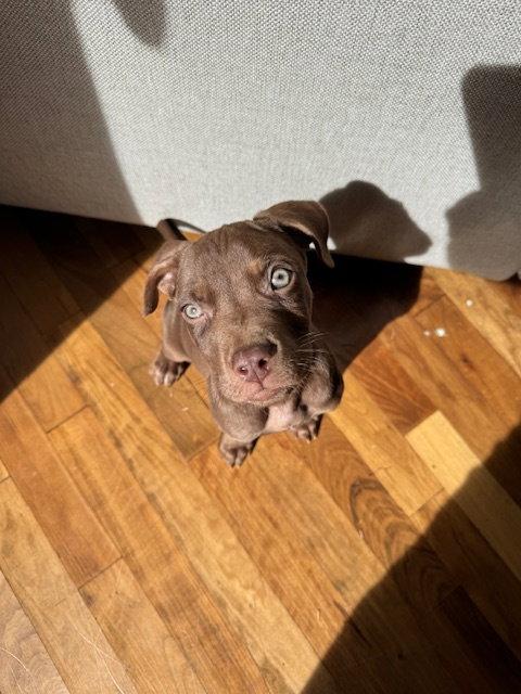 Enlarge Cooper, a Adoptable Pit Bull Terrier in Evergreen, CO image 3/3