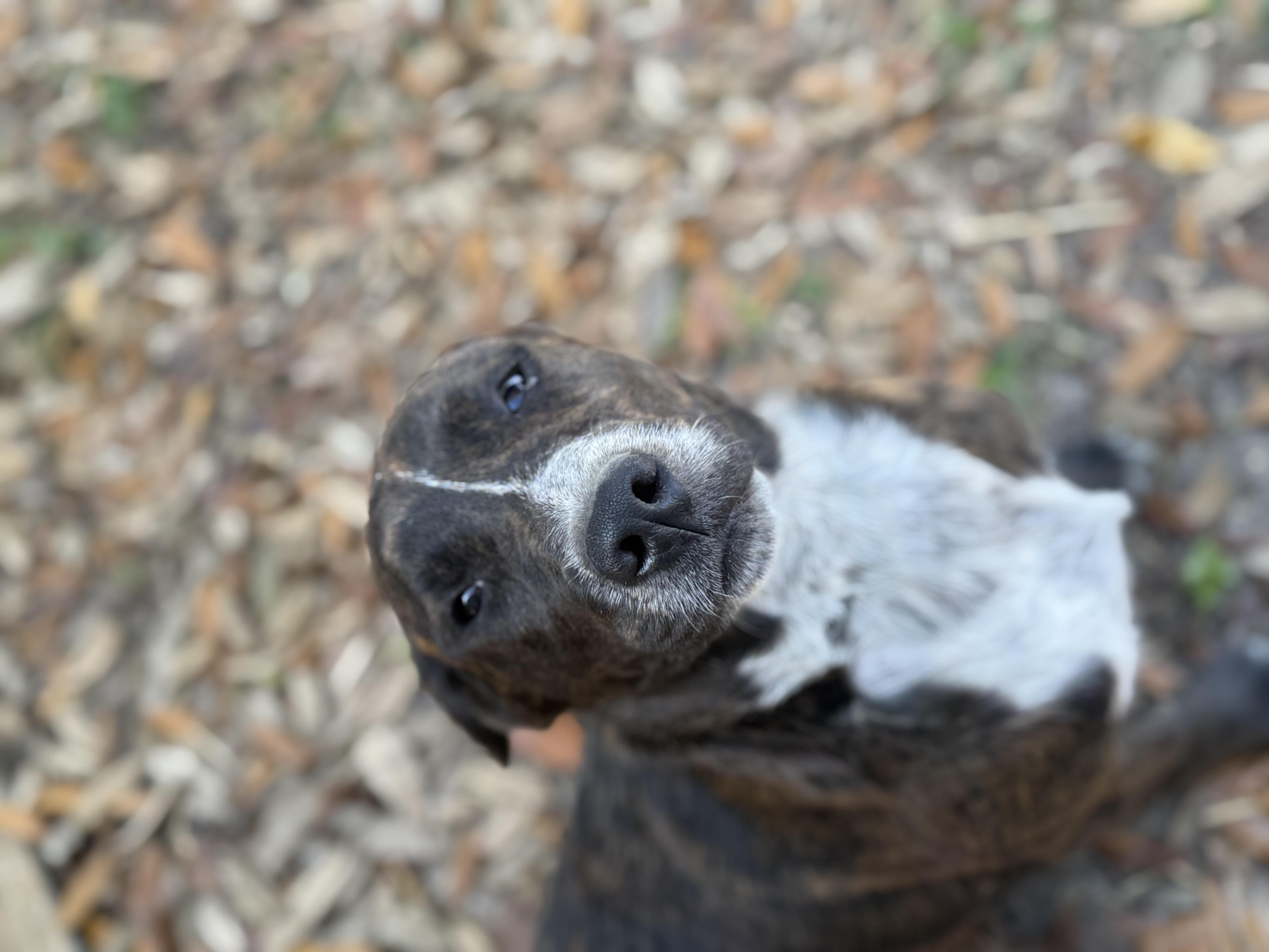 Enlarge Shania Twain, a ADOPTABLE mixed breed in DELTONA, FL image 5/5