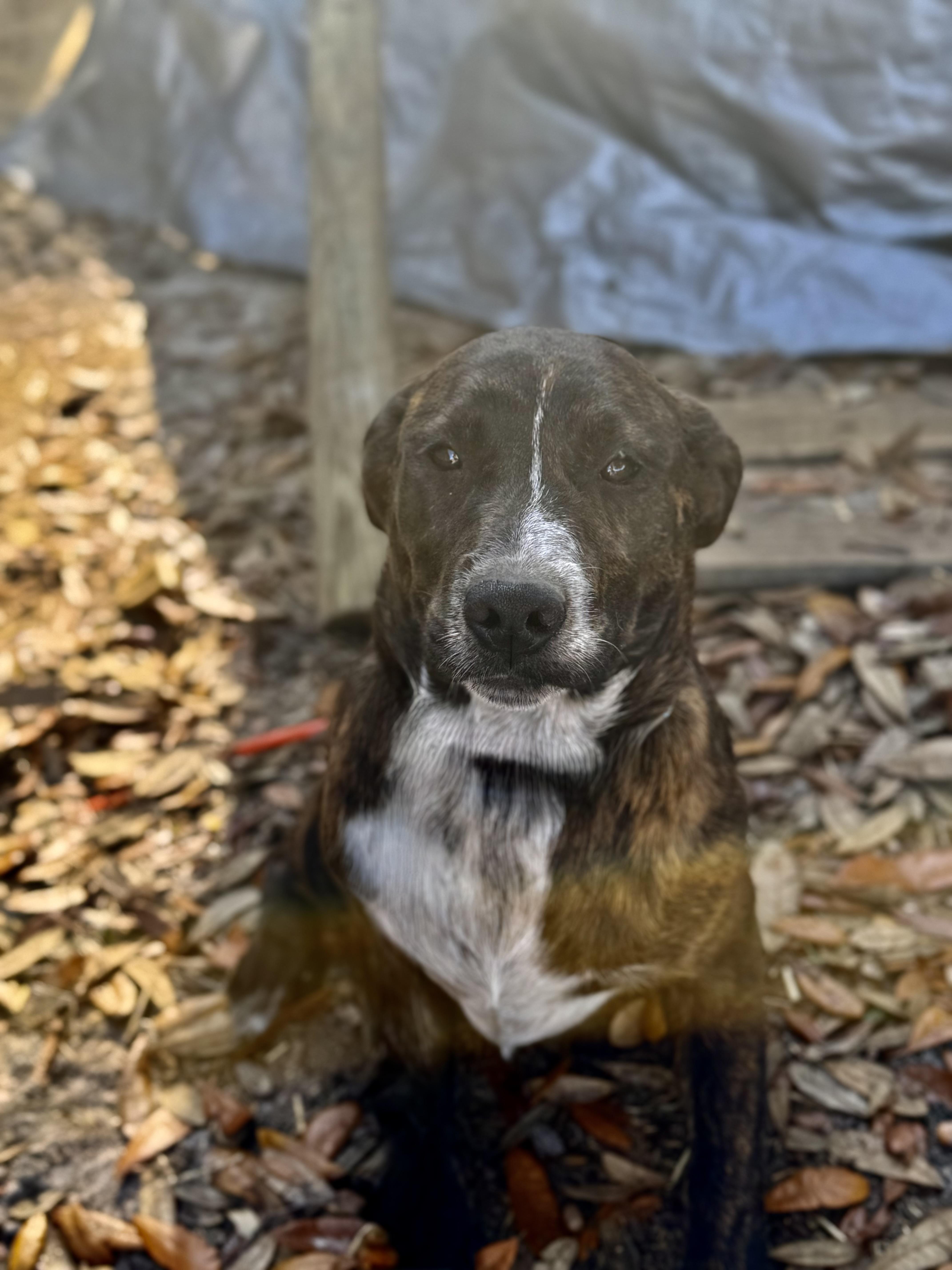 Enlarge Shania Twain, a ADOPTABLE mixed breed in DELTONA, FL image 4/5