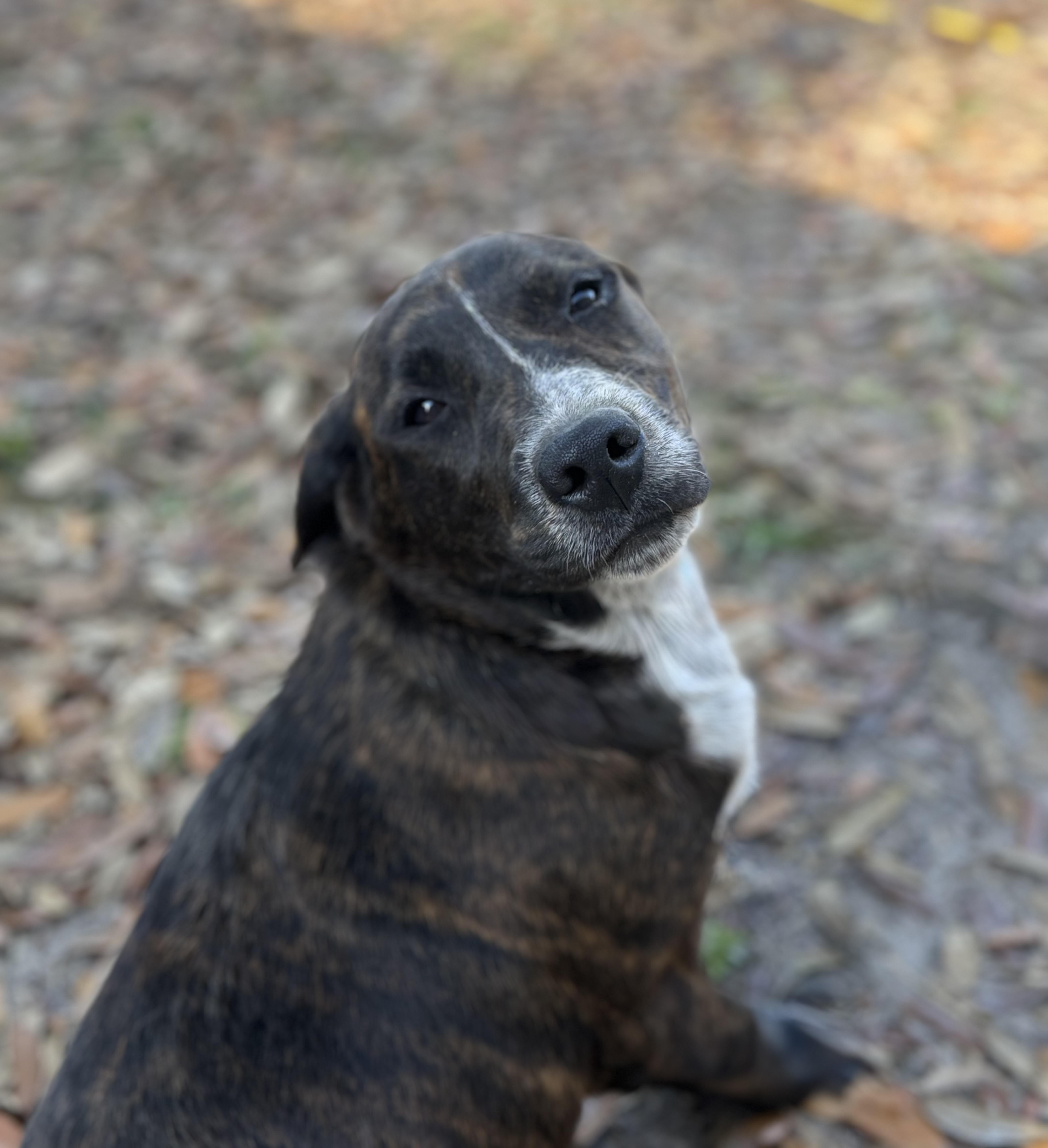 Enlarge Shania Twain, a ADOPTABLE mixed breed in DELTONA, FL image 2/5