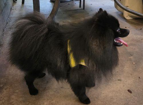 Enlarge Ollie, a ADOPTABLE Pomeranian in Eugene, OR image 3/3