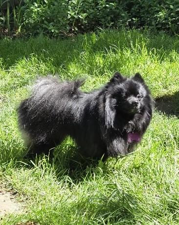 Ollie, ADOPTABLE, Adult Male Pomeranian.