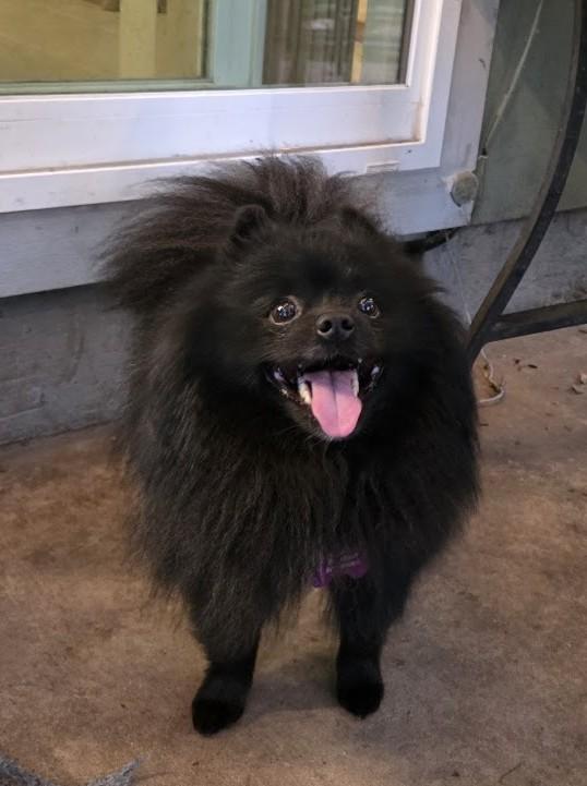 Enlarge Ollie, a ADOPTABLE Pomeranian in Eugene, OR image 2/3