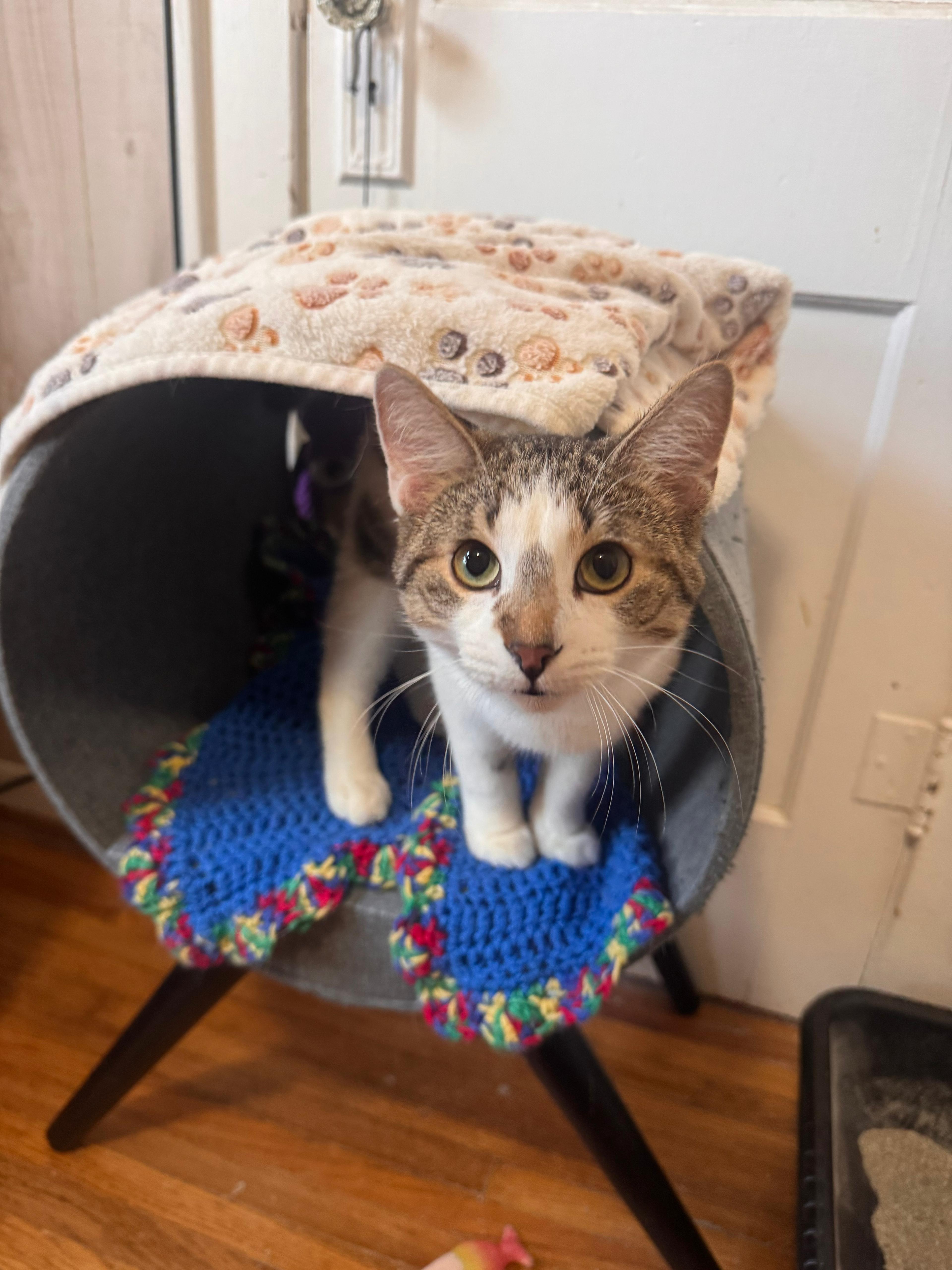 Enlarge Austin, a ADOPTABLE Domestic Short Hair in Oak Forest, IL image 2/5