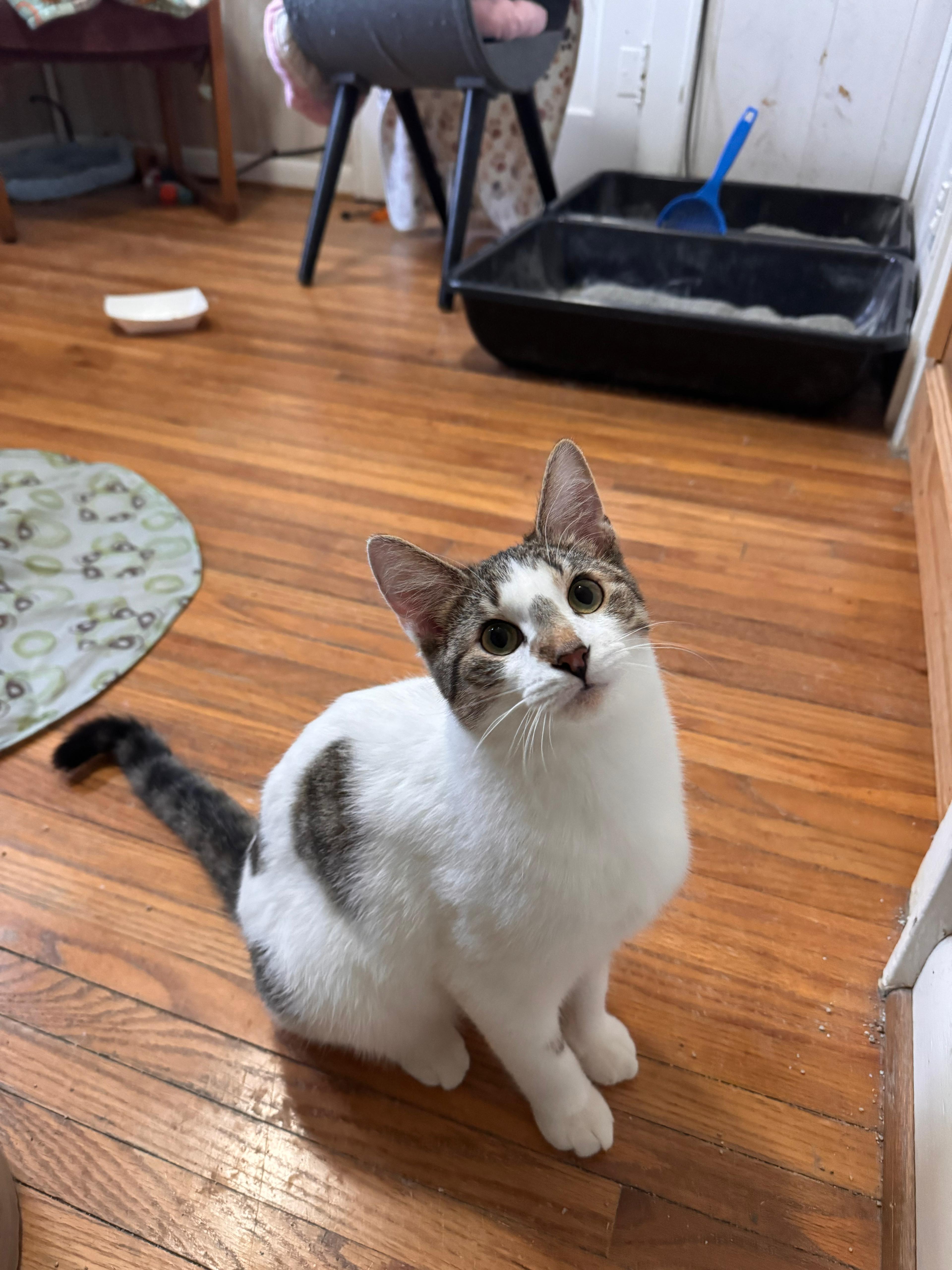 Enlarge Austin, a ADOPTABLE Domestic Short Hair in Oak Forest, IL image 3/5