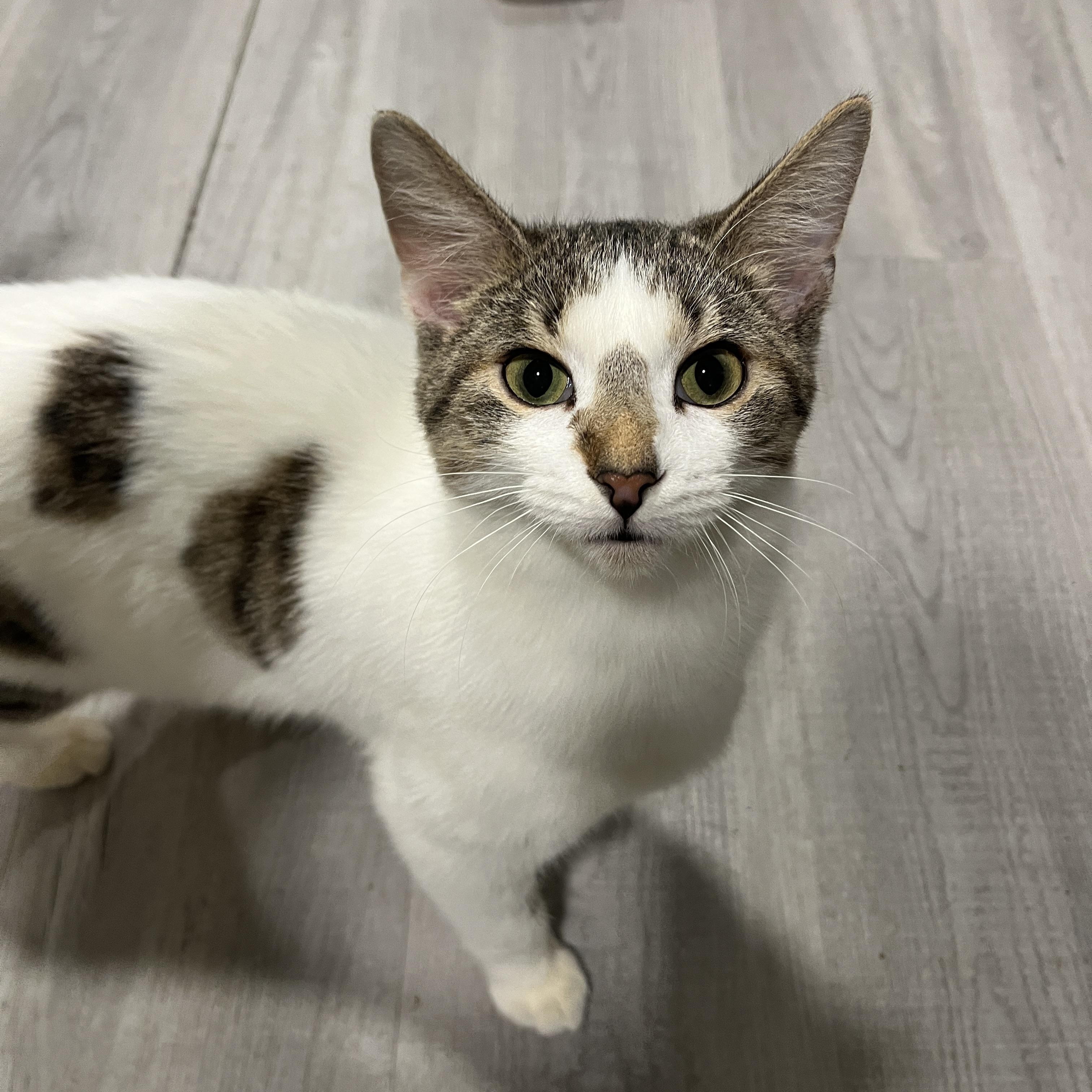 Austin, ADOPTABLE, Young Male Domestic Short Hair.