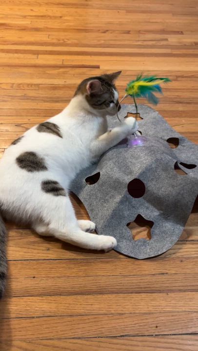 Enlarge Austin, a ADOPTABLE Domestic Short Hair in Oak Forest, IL video 6/6