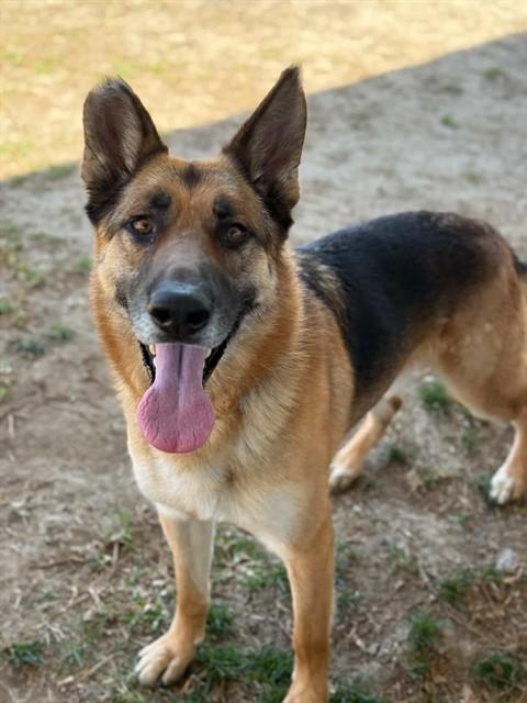 WILLIS, Adoptable, Adult Male German Shepherd Dog.