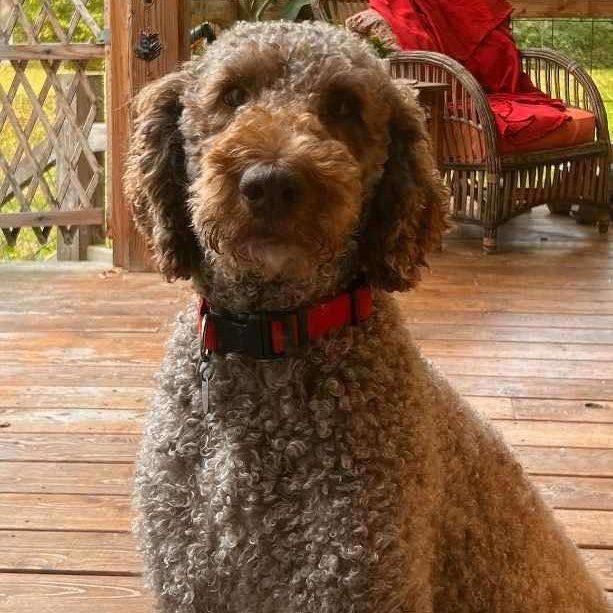 Huck, an adoptable Labradoodle in Rochester, NY, 14609 | Photo Image 5