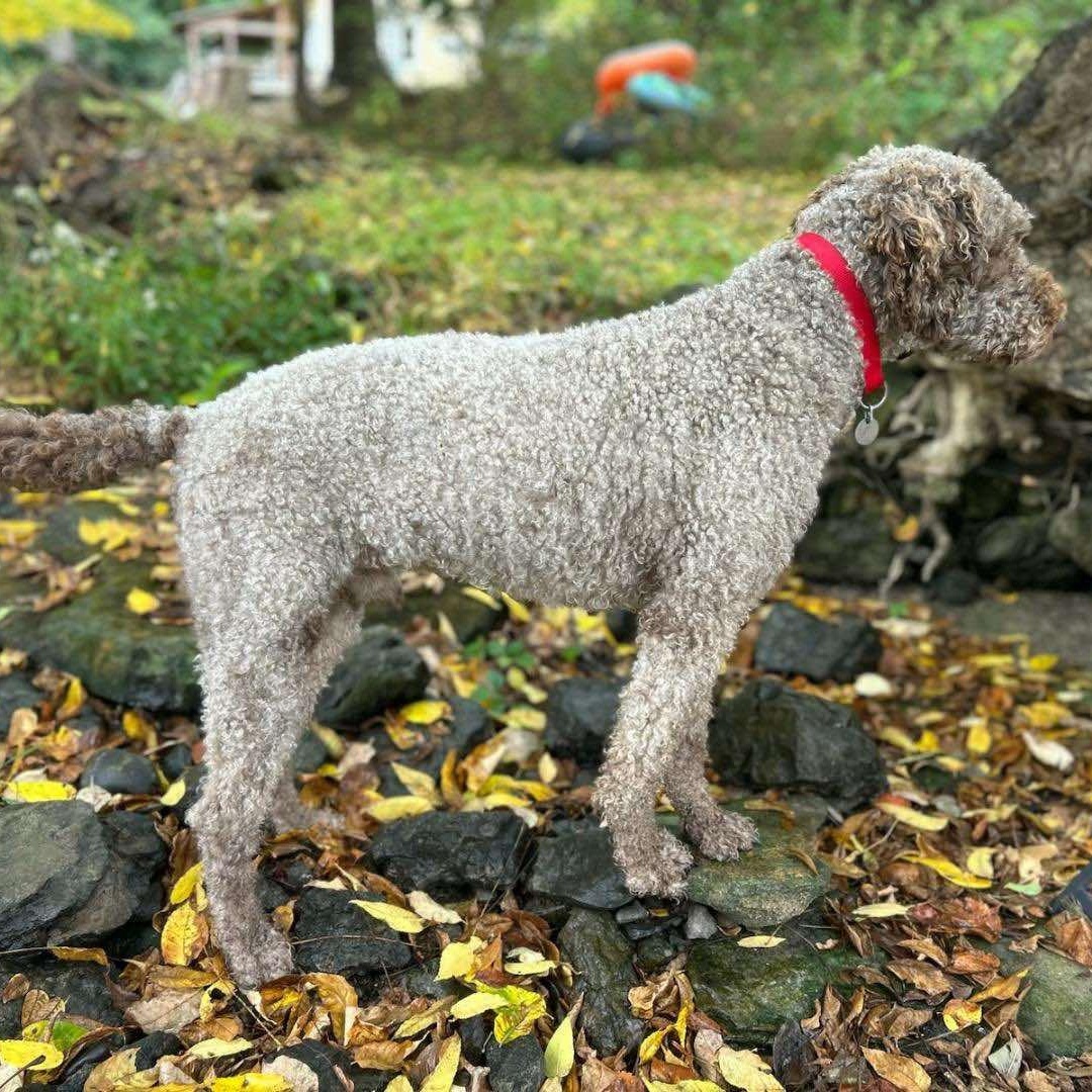 Huck, an adoptable Labradoodle in Rochester, NY, 14609 | Photo Image 4