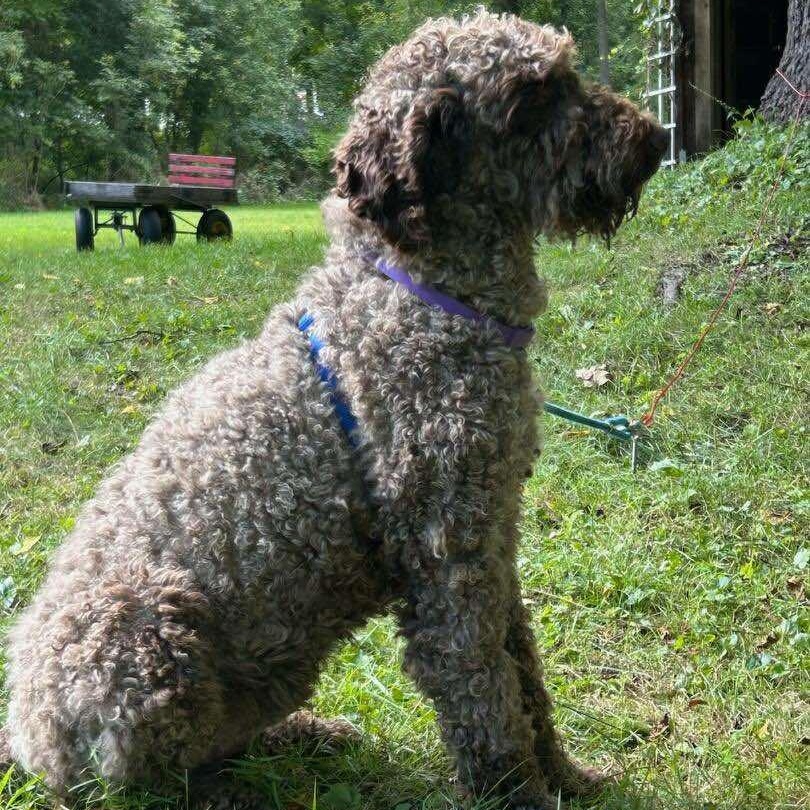 Huck, an adoptable Labradoodle in Rochester, NY, 14609 | Photo Image 3
