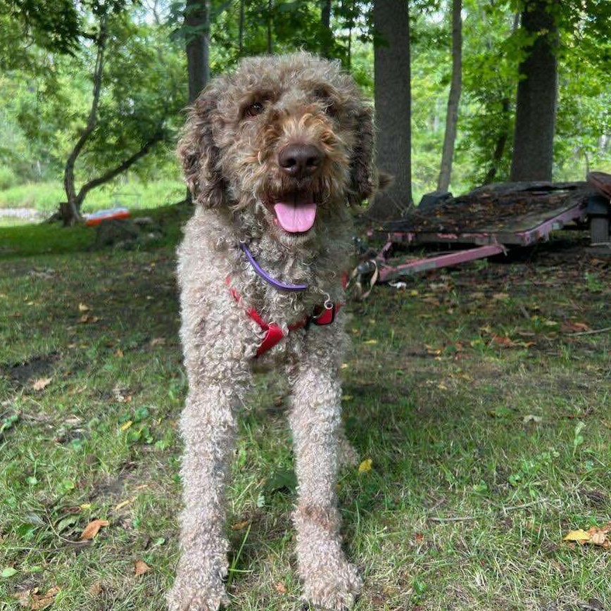 Huck, an adoptable Labradoodle in Rochester, NY, 14609 | Photo Image 2