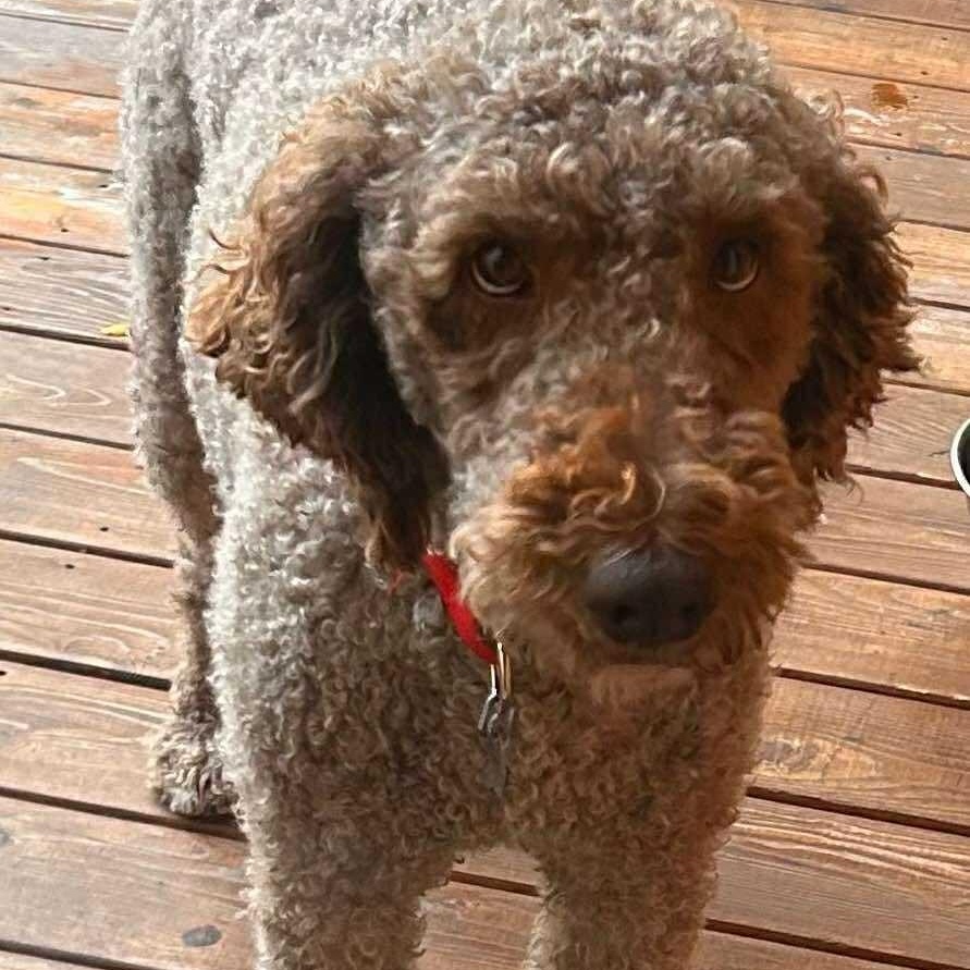 Huck, an adoptable Labradoodle in Rochester, NY, 14609 | Photo Image 6