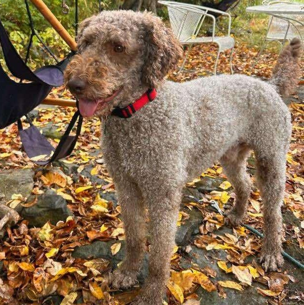 Huck, an adoptable Labradoodle in Rochester, NY, 14609 | Photo Image 1