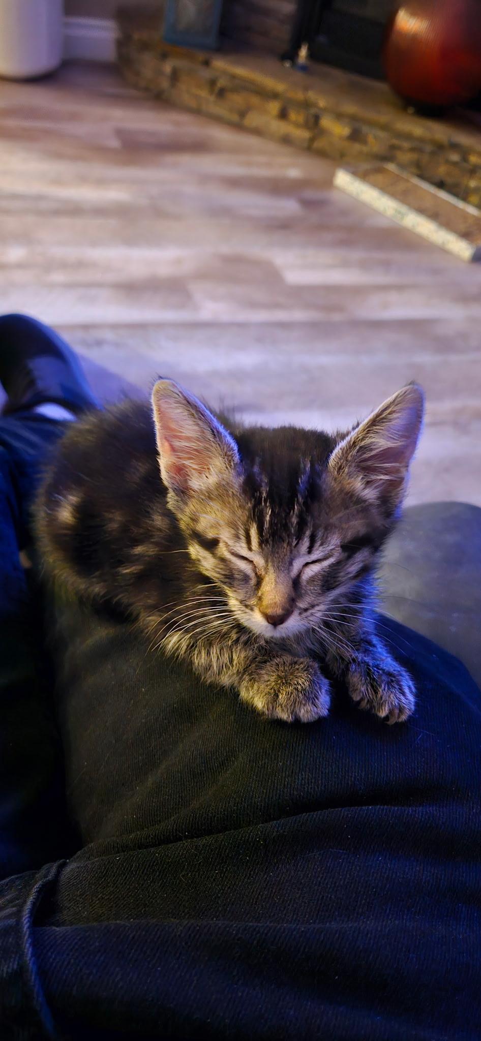 MAZZY STAR, ADOPTABLE, Young Female Domestic Medium Hair.