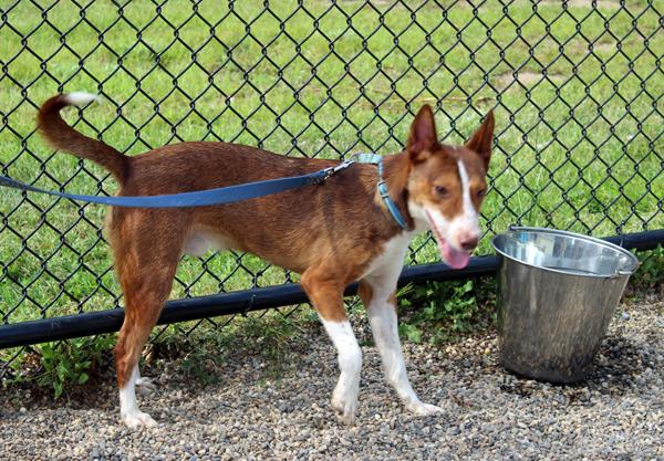 Enlarge Spike, a Adoptable Portuguese Podengo in Mansfield, MA image 3/4