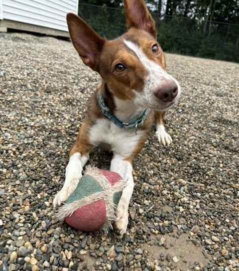 Enlarge Spike, a Adoptable Portuguese Podengo in Mansfield, MA image 4/4