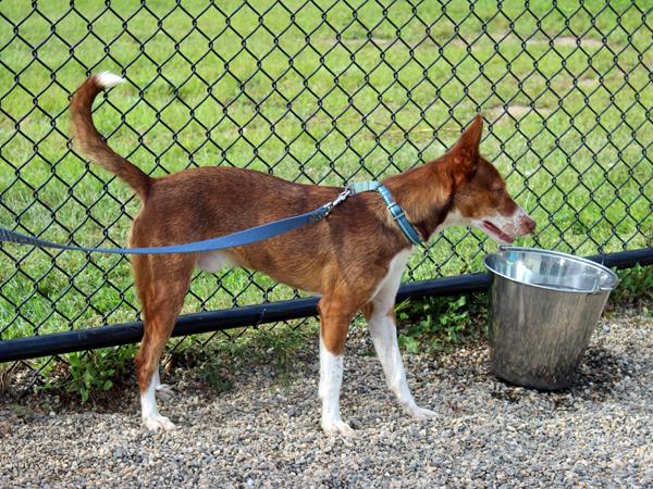 Spike, Adoptable, Adult Male Portuguese Podengo.