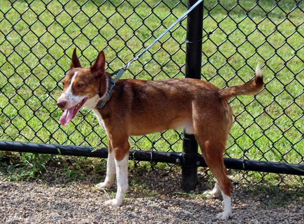 Enlarge Spike, a Adoptable Portuguese Podengo in Mansfield, MA image 2/4