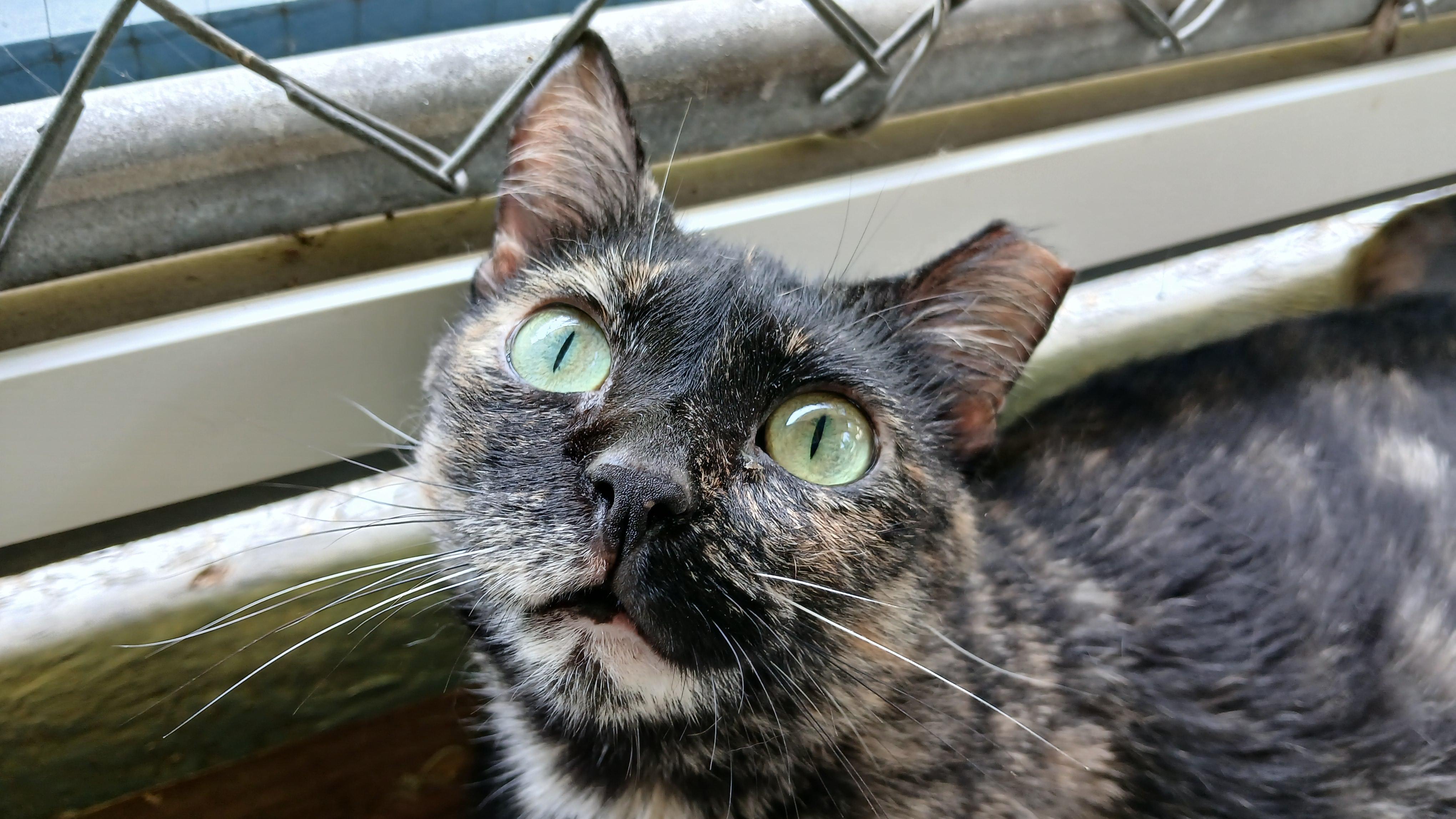 Enlarge Tanzi, a ADOPTABLE Domestic Short Hair in Cullowhee, NC image 4/6
