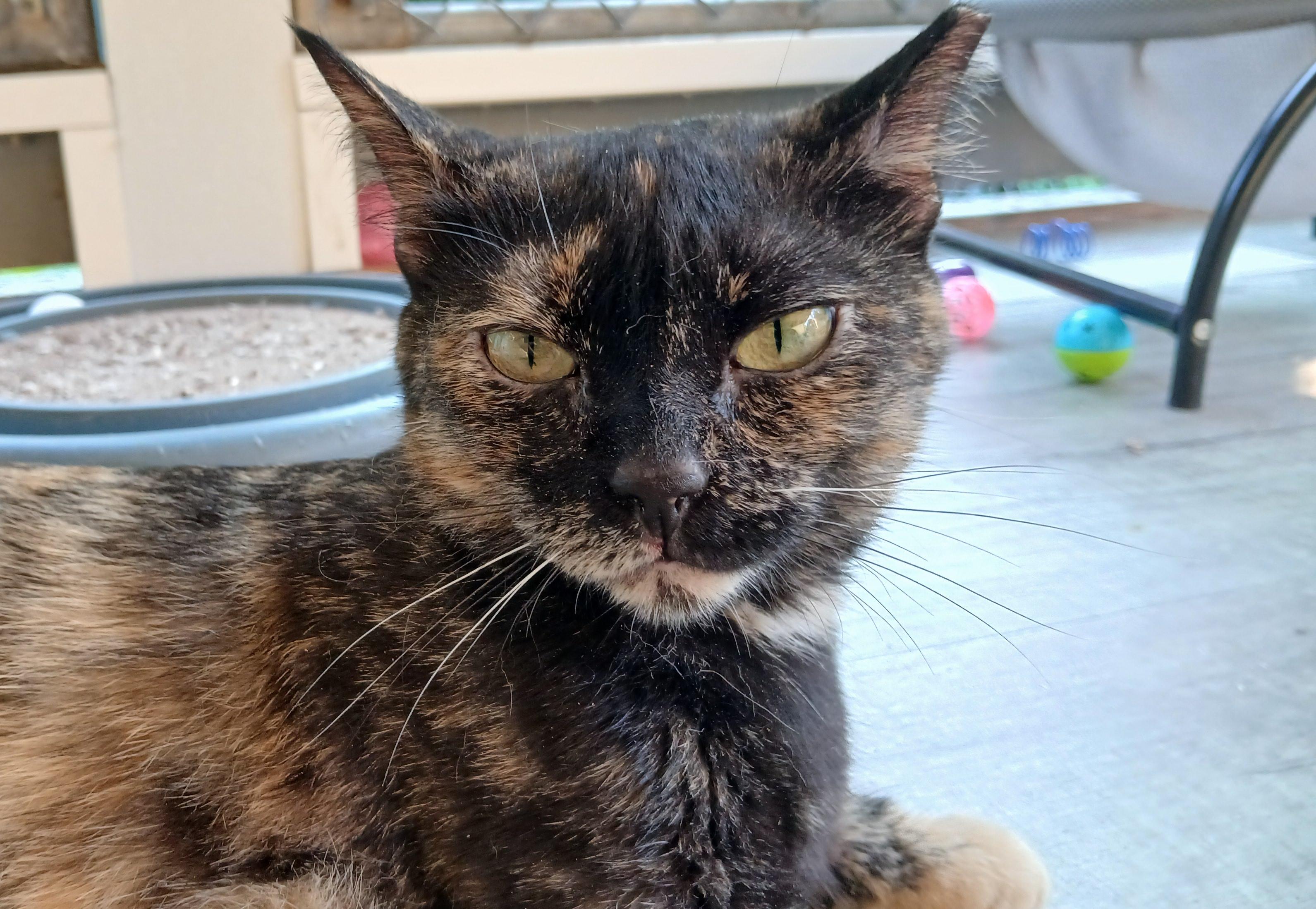 Enlarge Tanzi, a ADOPTABLE Domestic Short Hair in Cullowhee, NC image 1/6