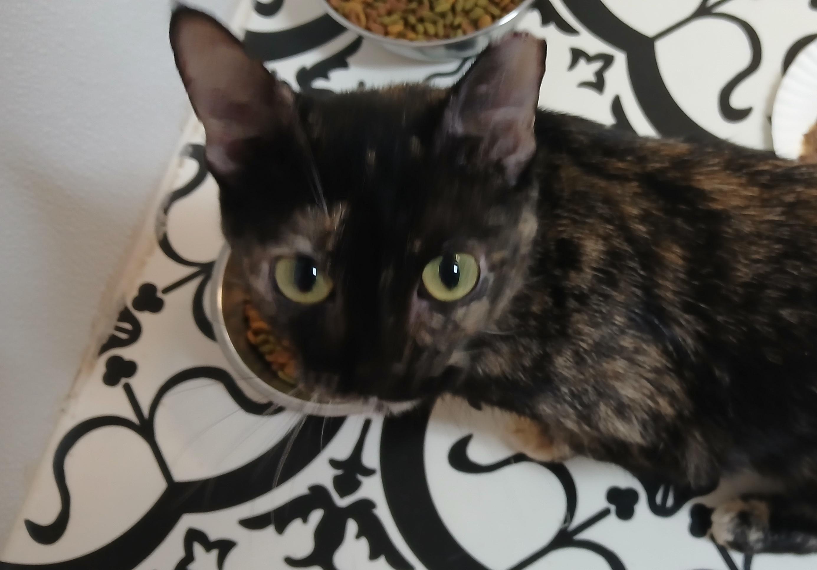 Tanzi, ADOPTABLE, Young Female Domestic Short Hair.