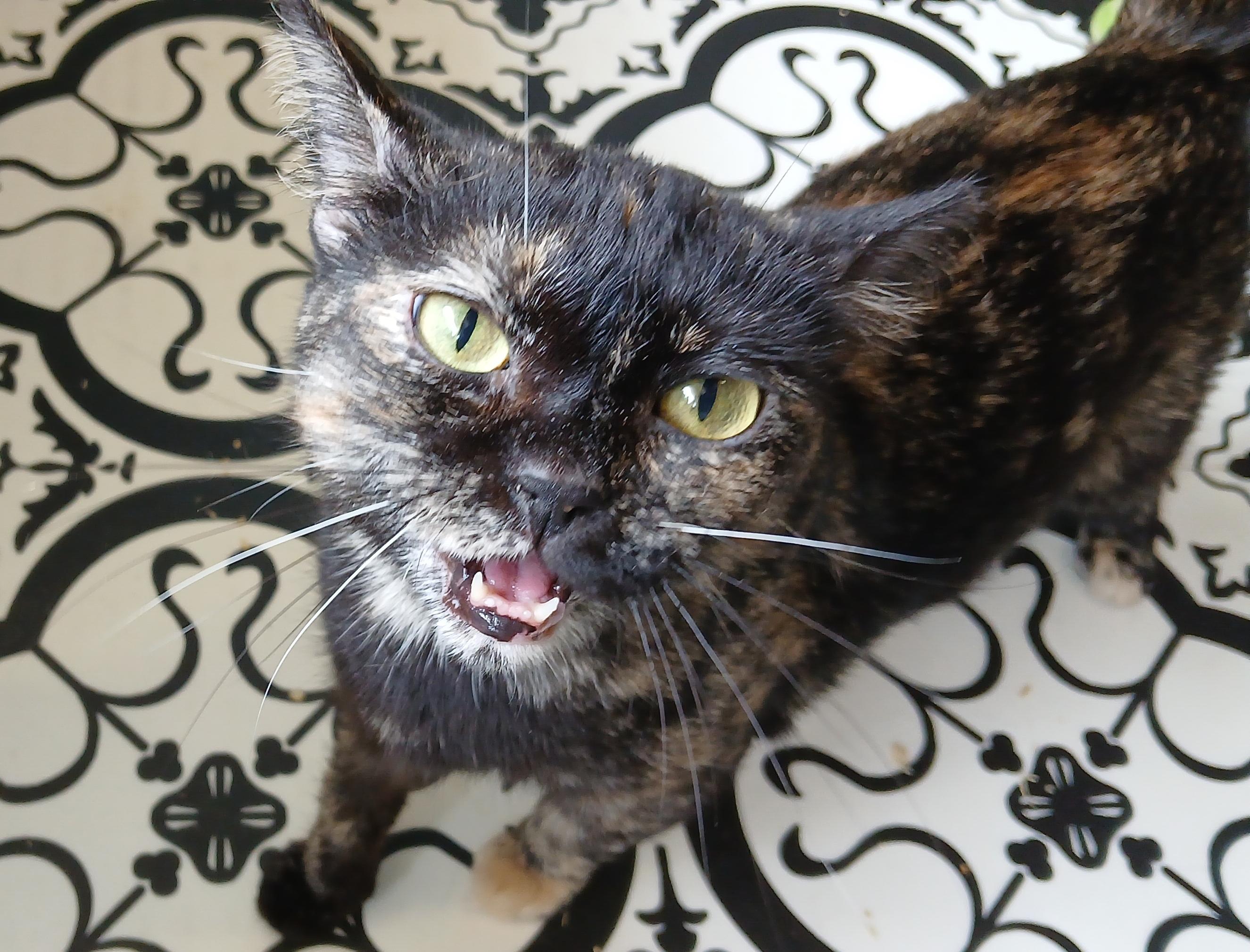 Tanzi, ADOPTABLE, Young Female Domestic Short Hair.