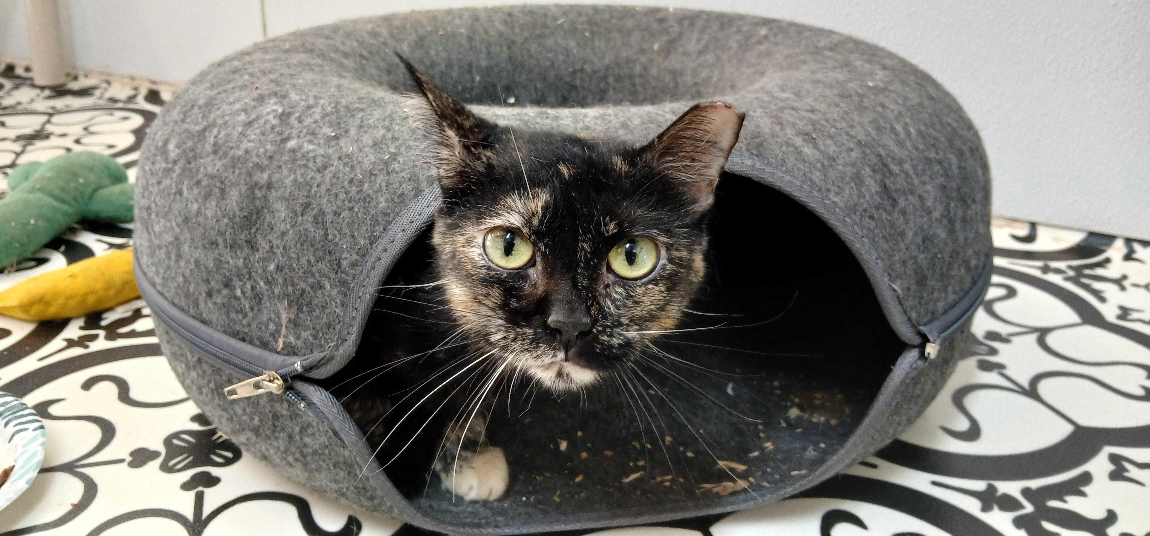 Enlarge Tanzi, a ADOPTABLE Domestic Short Hair in Cullowhee, NC image 3/6