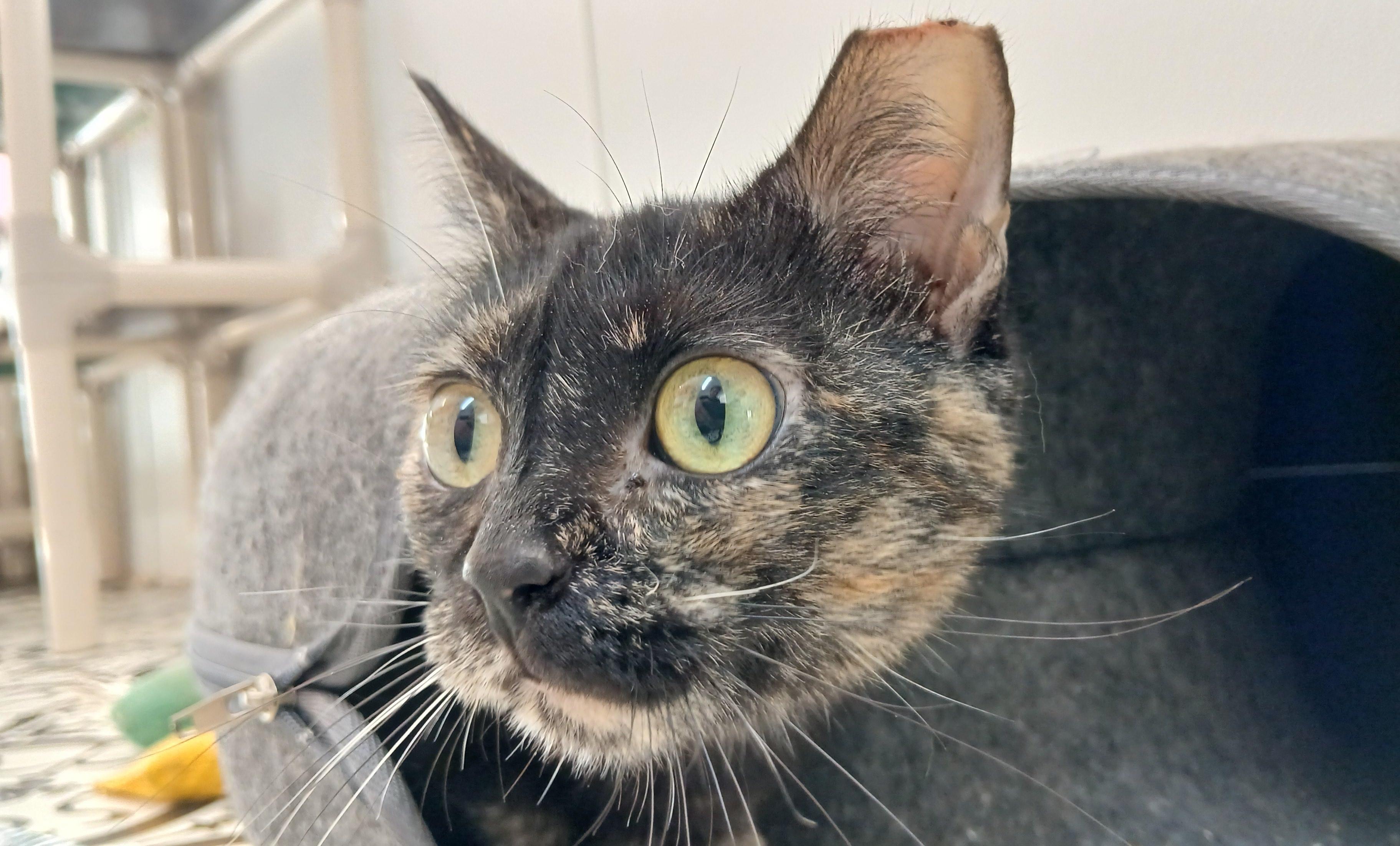 Enlarge Tanzi, a ADOPTABLE Domestic Short Hair in Cullowhee, NC image 5/6