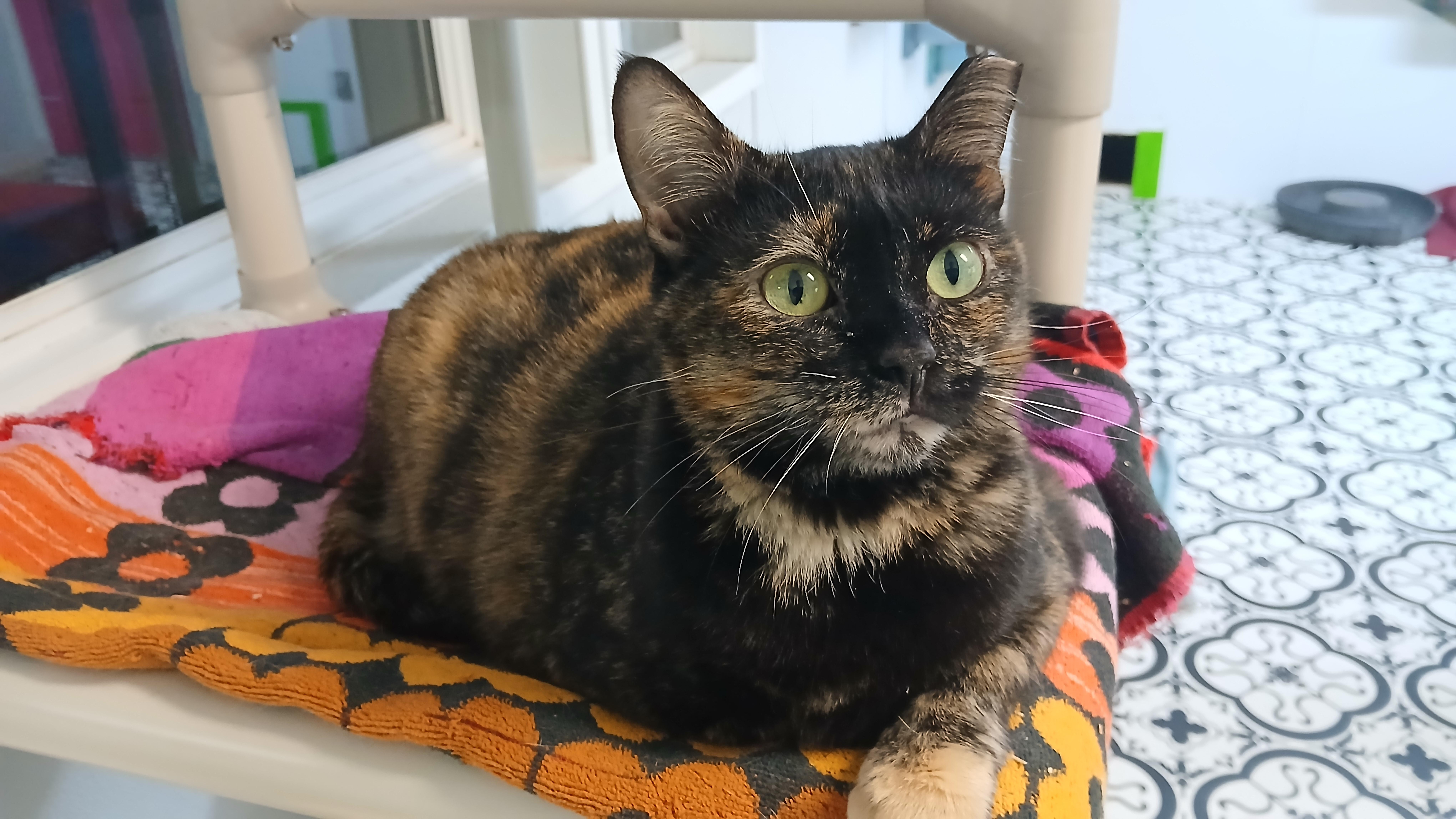 Enlarge Tanzi, a Adoptable Domestic Short Hair in Cullowhee, NC image 3/6