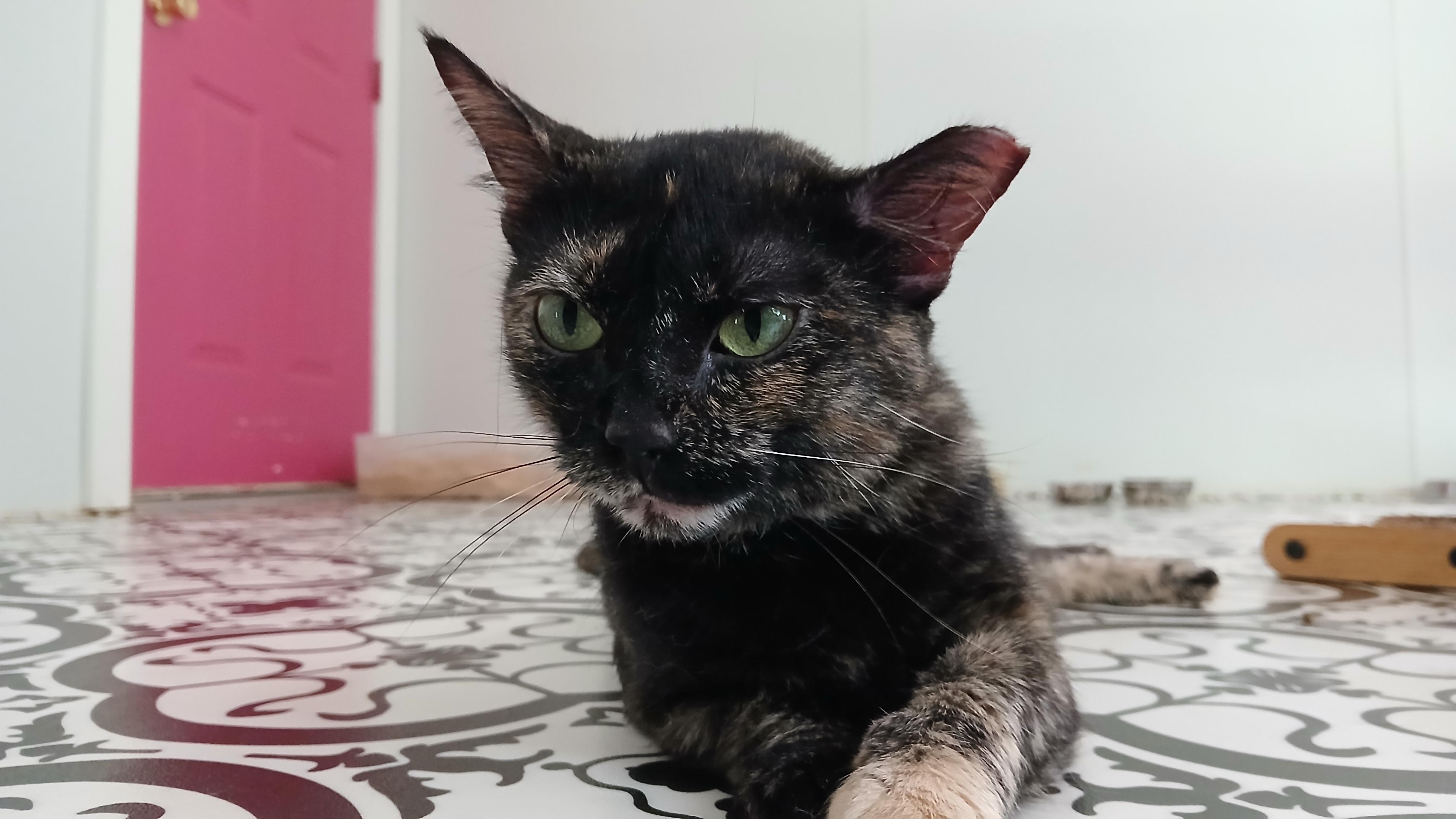 Enlarge Tanzi, a ADOPTABLE Domestic Short Hair in Cullowhee, NC image 6/6
