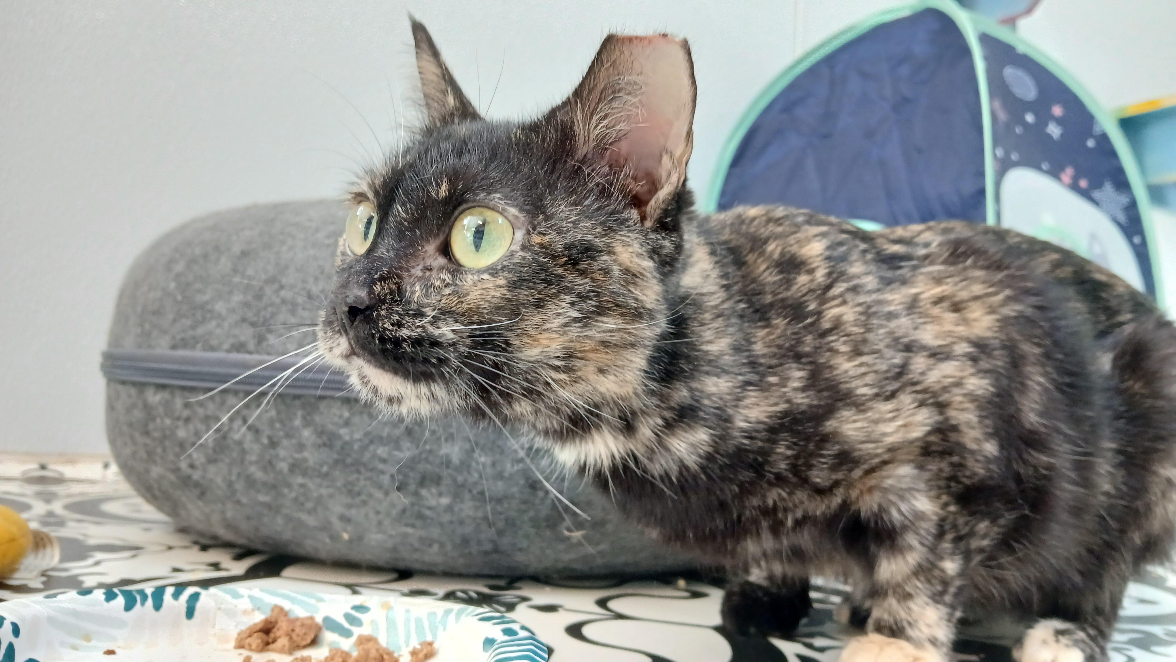 Enlarge Tanzi, a ADOPTABLE Domestic Short Hair in Cullowhee, NC image 4/6