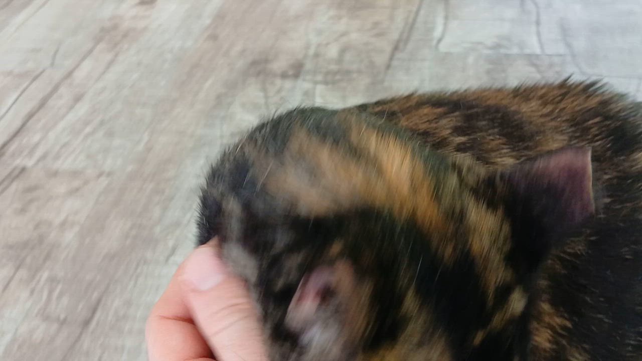 Enlarge Tanzi, a ADOPTABLE Domestic Short Hair in Cullowhee, NC video 3/6