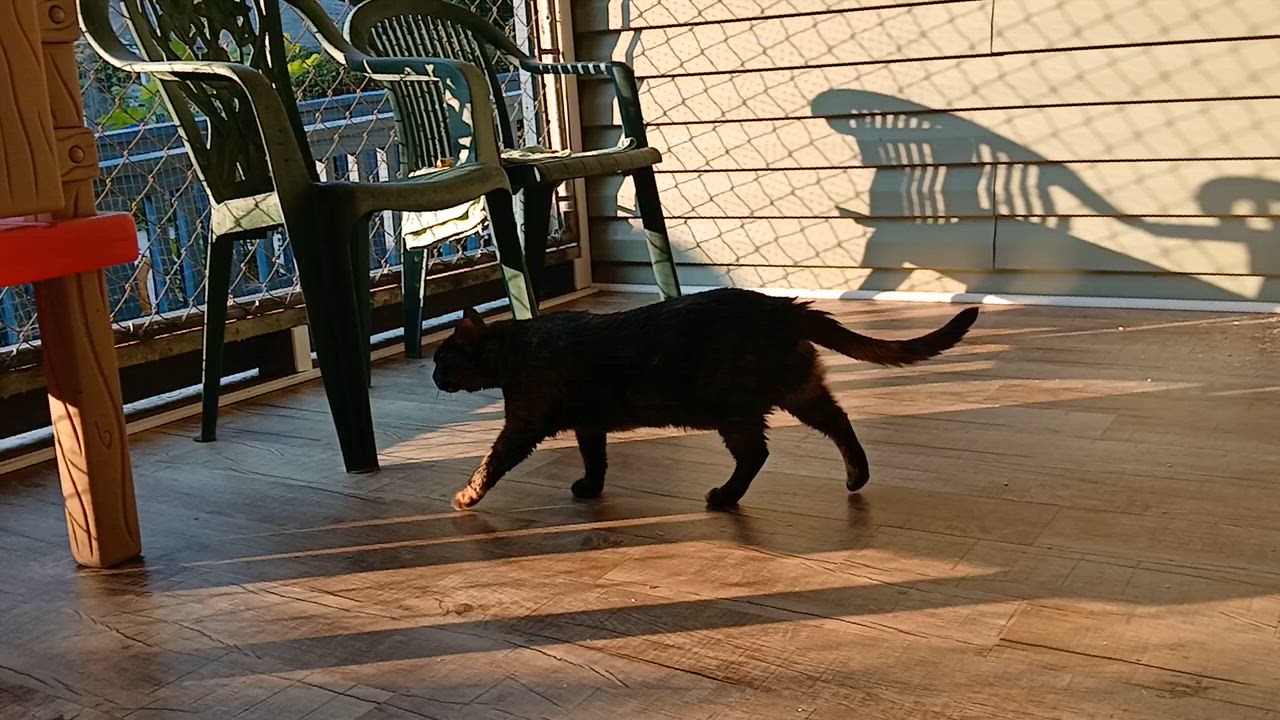 Enlarge Tanzi, a ADOPTABLE Domestic Short Hair in Cullowhee, NC video 5/6
