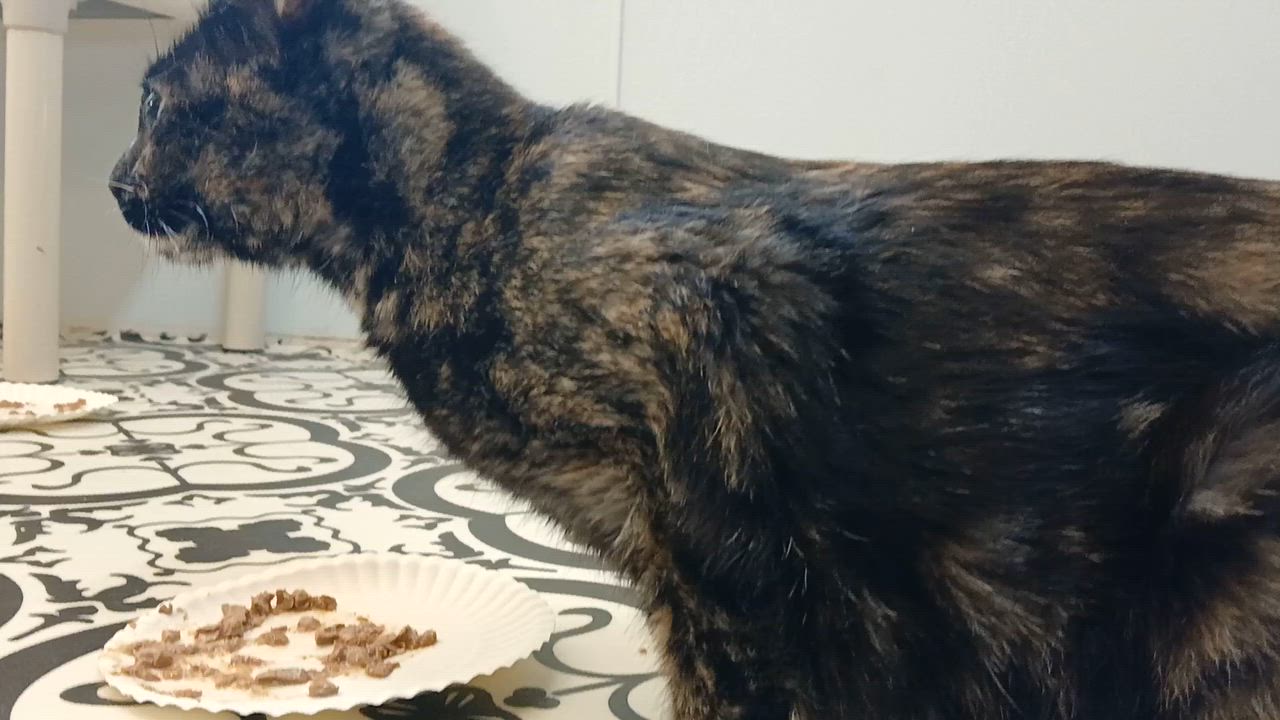 Enlarge Tanzi, a ADOPTABLE Domestic Short Hair in Cullowhee, NC video 2/2