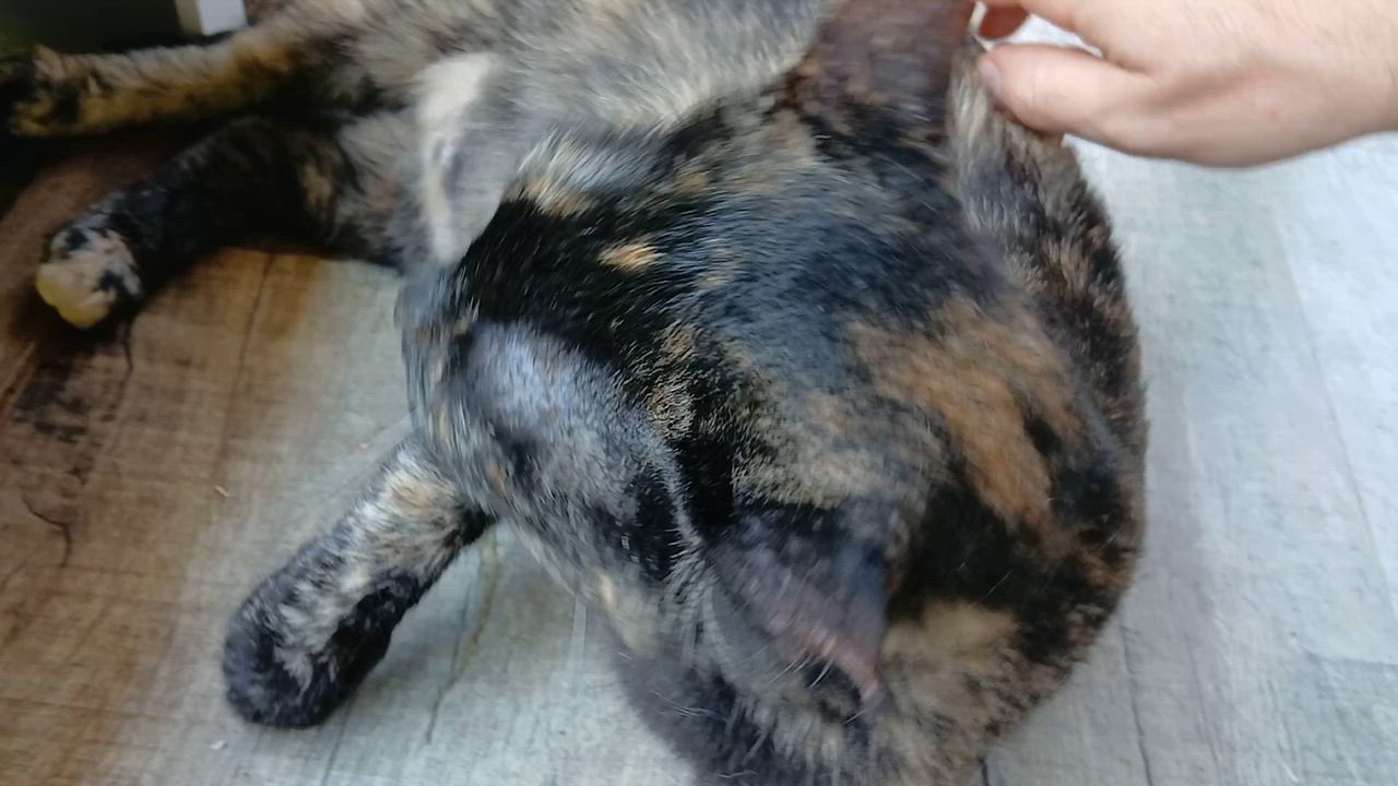 Enlarge Tanzi, a ADOPTABLE Domestic Short Hair in Cullowhee, NC video 2/6