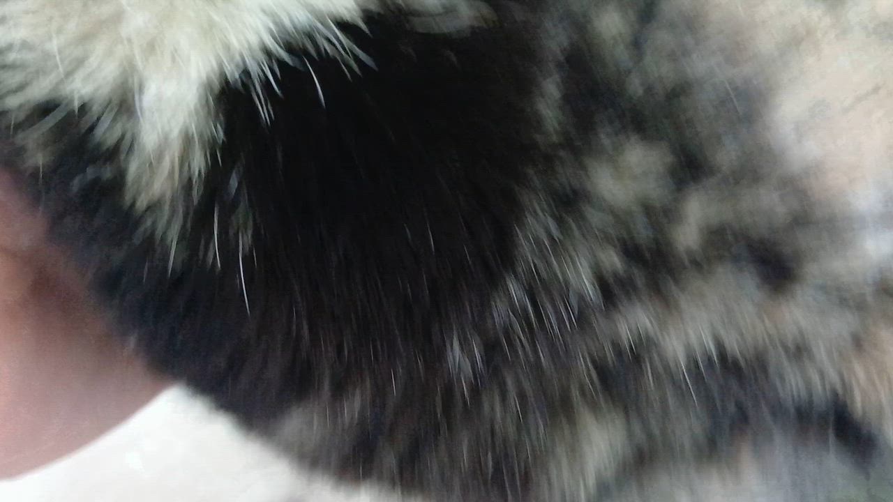 Enlarge Tanzi, a ADOPTABLE Domestic Short Hair in Cullowhee, NC video 2/6