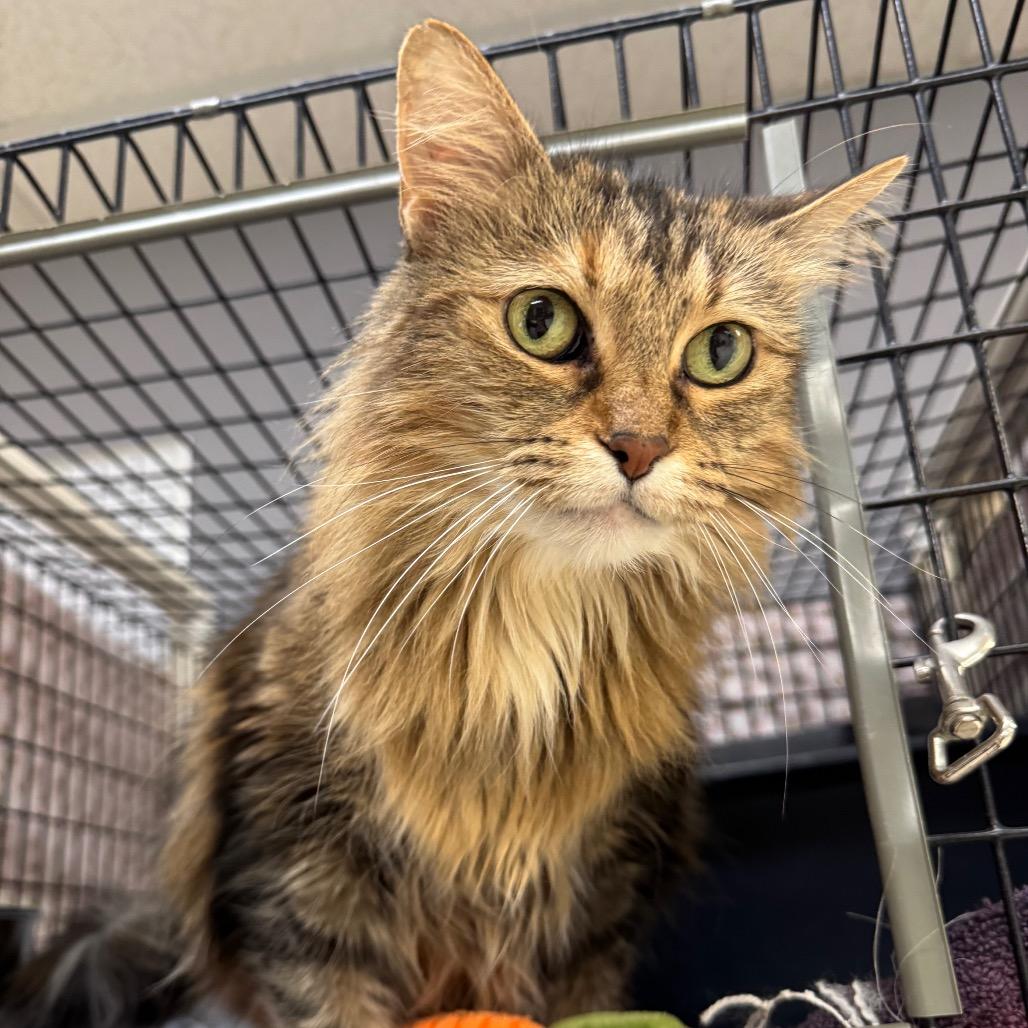 Enlarge Raksha, a Adoptable Domestic Long Hair in Milford, IA image 1/2