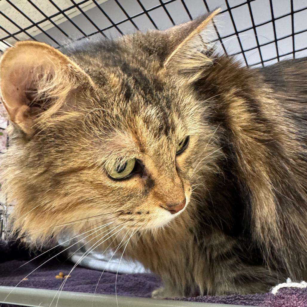 Enlarge Raksha, a Adoptable Domestic Long Hair in Milford, IA image 2/2