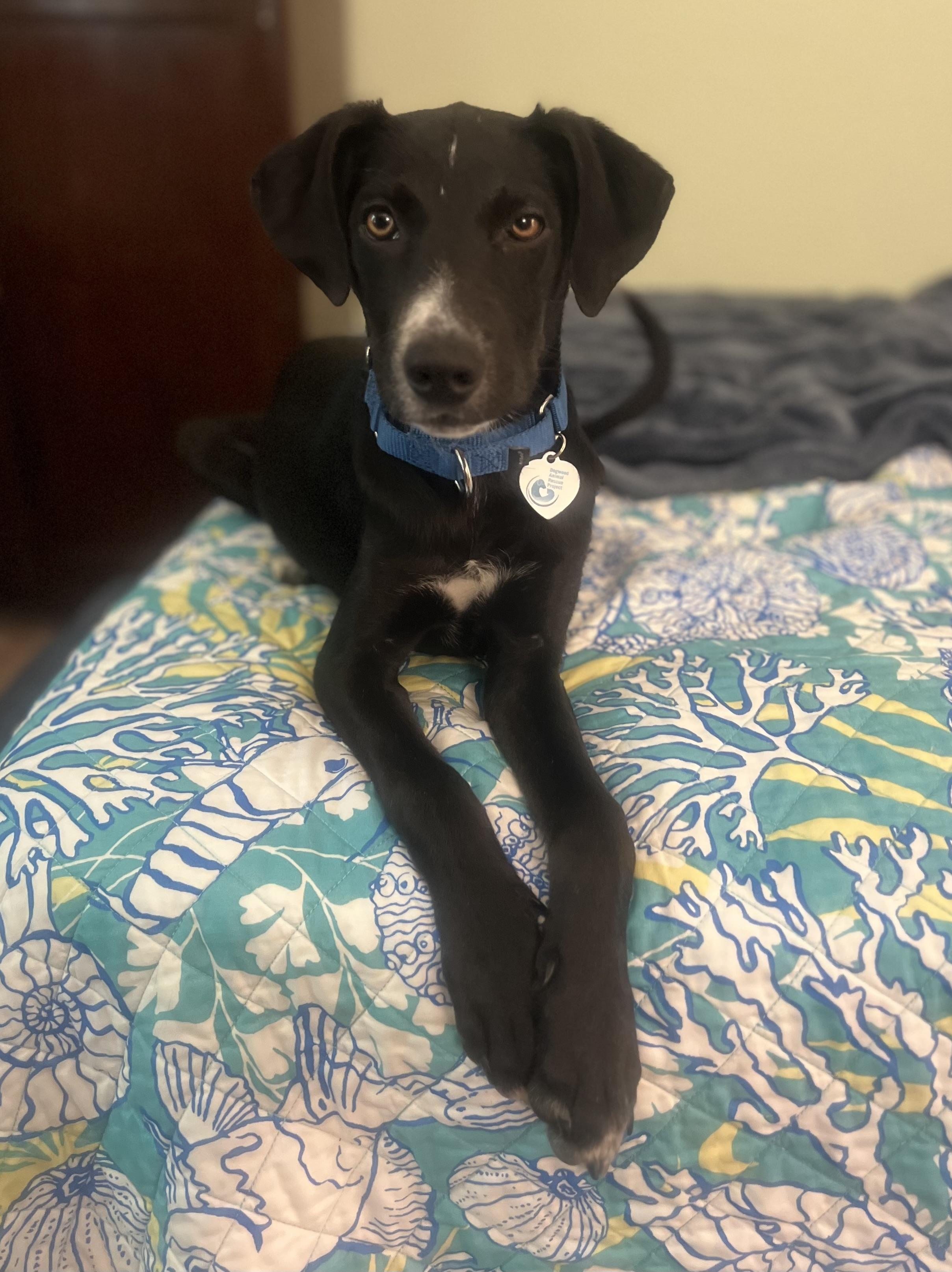 Blaze, Adoptable, Puppy Male Border Collie & Black Labrador Retriever.