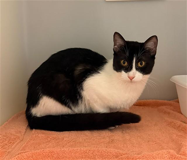 BENSON, Adoptable, Young Male Domestic Short Hair.