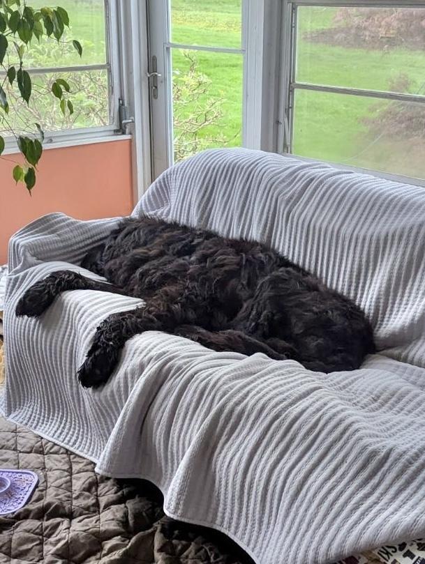 Harbor, Adoptable, Senior Male Newfoundland Dog.