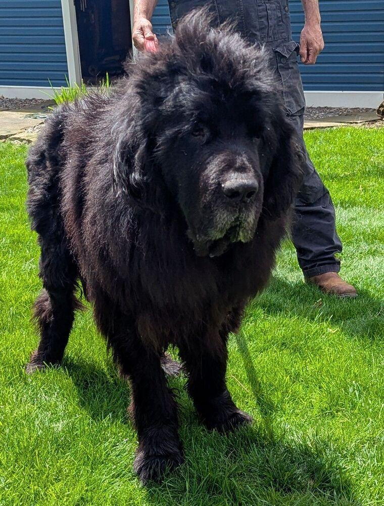 Enlarge Harbor, a Adoptable mixed breed in Gales Ferry, CT image 2/5