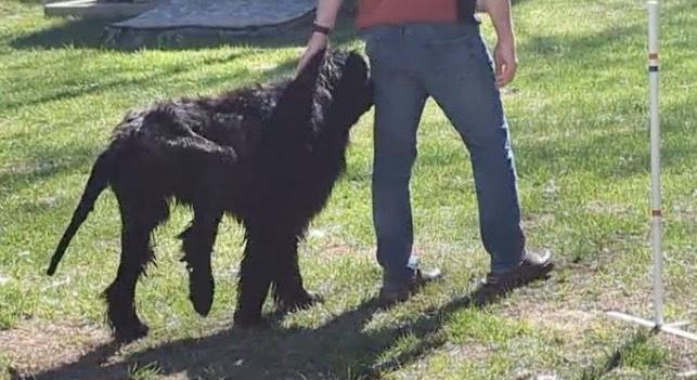 Enlarge Harbor, a Adoptable mixed breed in Gales Ferry, CT image 3/5